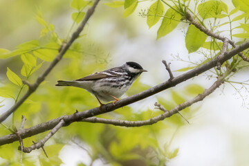 Blackpoll Warbler perching on tree branch closeup