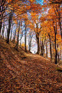 autumn in the park