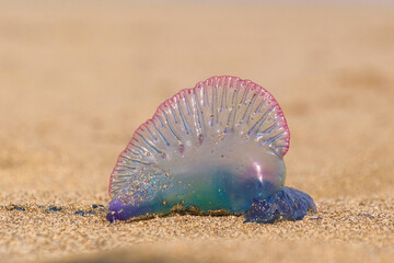 Close up of a colorful Portuguese man-o-war Jellyfish at the beach in Gran Canaria, Las Canteras. Blurred background shore © Hanz