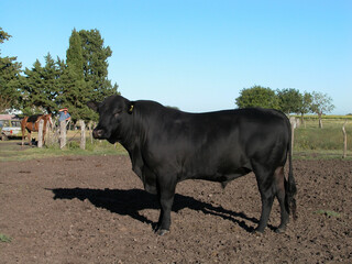 Fototapeta premium Black Angus Bull on a isolated in pampa landscape and blue sky-may 2020-