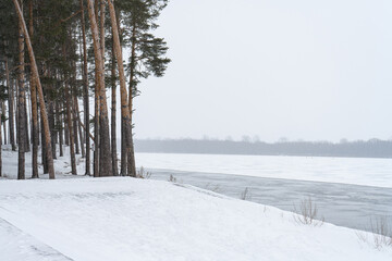 Tall pines on the riverbank in winter