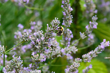 Wildbiene Lavendel5