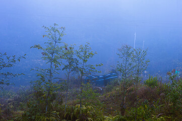 Obraz premium Trees in a Dense foggy mountain forest background. Winter Season. Blue Cold. December.