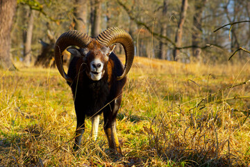 mouflon ram with large horns is looking at the camera with the open mouth