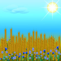 Fototapeta na wymiar Field of ripe wheat and blue cornflowers.