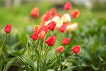 Picturesque flower field with red tulips on a green blurred background. Copy space.