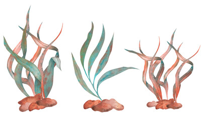 Set of algae, underwater plants in red, purple and green, hand-drawn watercolor illustration. Isolated on white background for your design.
