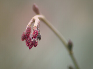 Branch of alder female catkins flowering in spring bokeh