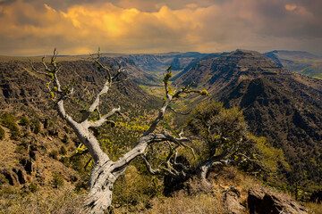 Big Indian gorge in the steens mountains in south central Oregon near Frenchglen
