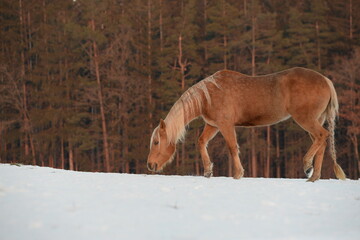 Schneebad im Abendrot. Schönes Pferd im Schnee am Waldrand bei Sonnenuntergang
