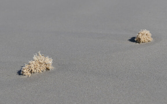 moss_animals_beach