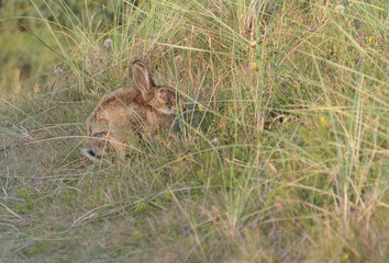 Rabbit with myxoma virus