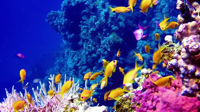 Underwater landscape, coral reef with many tropical fish of different species against the backdrop of blue water in the Red Sea