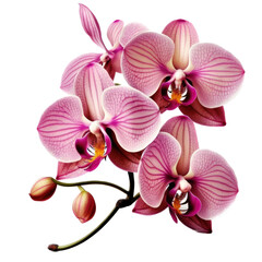 Obraz premium Pink, Yellow, Orchid Bloom, Full-Color Illustration, Transparent Background, PNG, Generative AI