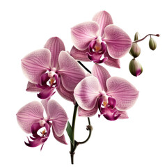 Fototapeta na wymiar Pink, Yellow, Orchid Bloom, Full-Color Illustration, Transparent Background, PNG, Generative AI