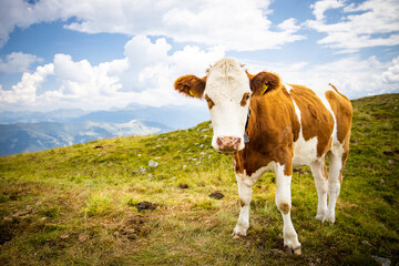 Fototapeta na wymiar Cow looking confused at the camera on a green meadow in the mountains