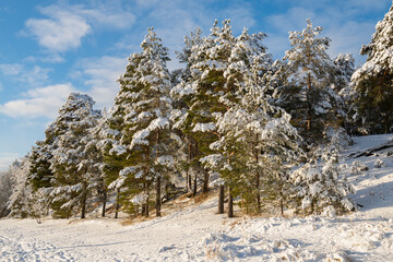 Lappohjanranta recreation area in winter, snow covered trees on the shore, Hanko, Finland