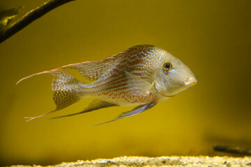 Exotic aquarium fish of their cichlid family