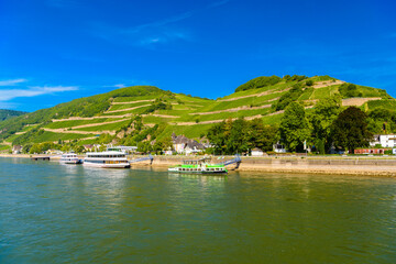 Touristic cruise passenger motor ship boat and vineyards in Ruedesheim Assmannshausen, Rudesheim am Rhein Rhine, Rheingau-Taunus-Kreis, Darmstadt, Hessen, Germany