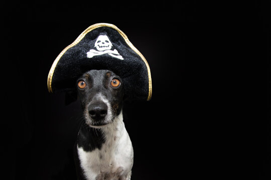 Puppy dog celebrating halloween, carnival or nre year's eve dressed as a pirate. Isolated on black background