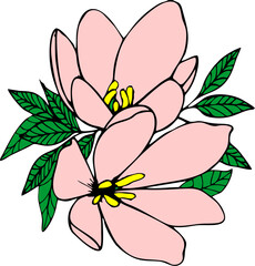 color graphic drawing of two large pink flowers with a black outline, isolated element, decor