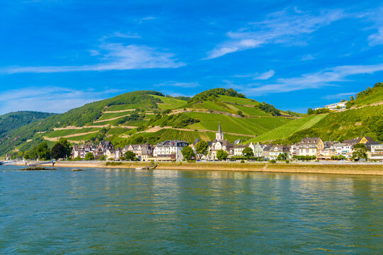 Vineyards and river in Ruedesheim Assmannshausen, Rudesheim am Rhein Rhine, Rheingau-Taunus-Kreis, Darmstadt, Hessen, Germany