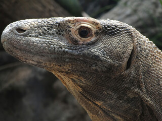 Komodo monitor lizard