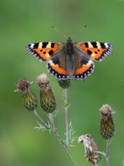 Small tortoiseshell butterfly on flower