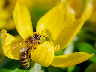 Biene klettert in Winterling Blüte