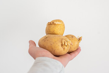 Una mano sostiene varias patatas en mal estado. Patatas con brotes. Concepto de caducidad de los alimentos. Conservación de patatas en el hogar. Cocina de aprovechamiento. - obrazy, fototapety, plakaty