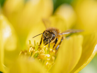 Biene makro frontal Augen