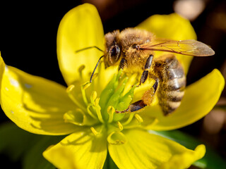 Biene seitlich auf Winterling Blüte