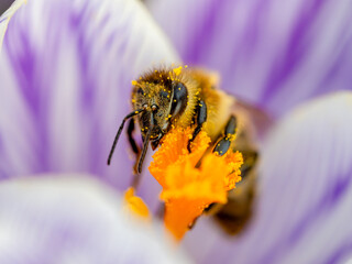 Biene schaut diagonal makro mit Pollen in lila Krokus Blüte