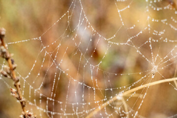 Water Drops Spider Web