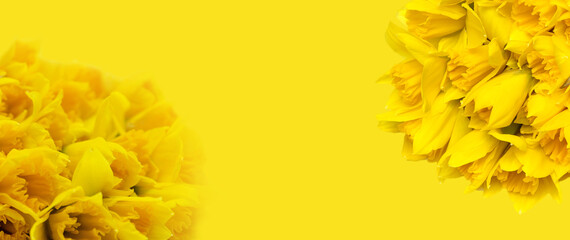 Żółte kwiaty żonkile na żółtym tle, daffodils