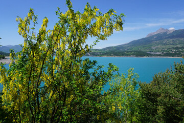 Fototapeta na wymiar view of Serre Ponçon lake and the Alps mountains, France near a yellow golden chain tree in full bloom