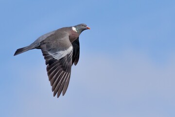 Wood pigeon