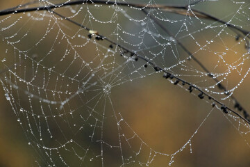Water Drops Spider Web