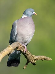 Wood pigeon
