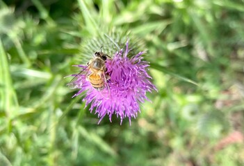Fototapeta premium Bee on a flower 