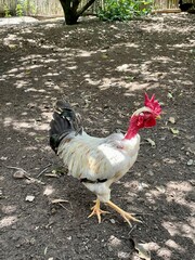 rooster in the farm 