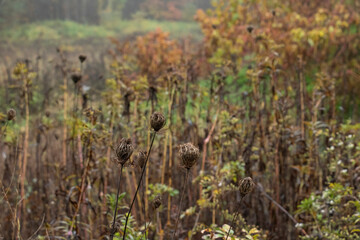 reeds in the autumn