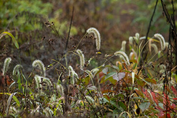  wet grass in the forest