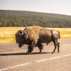 Bison/Buffalo in Yellowstone National Park