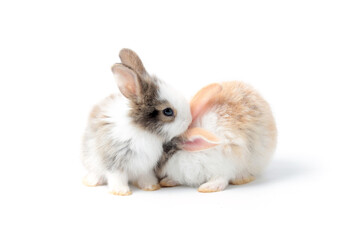 portrait of two adorable fluffy rabbits playing together on white background, lovely and cute young bunny pet animal