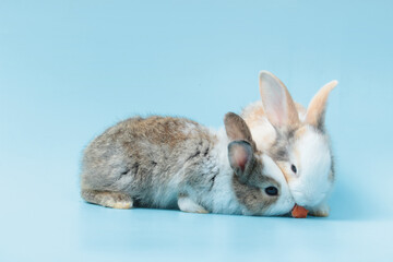 Two adorable fluffy young rabbits eating delicious carrot together on blue background, feeding lovely and cute young bunny vegetarian pet animal with organic vegetable, healthy vegan food with pet