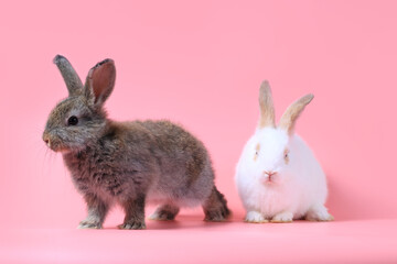 Happy fluffy white and gray bunny rabbit on sweet pink background, portrait of lovely and cute bunny pet animal