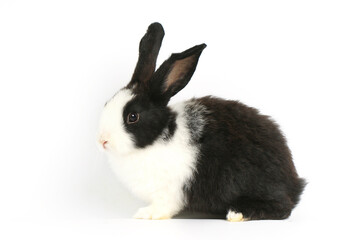Fototapeta premium Happy fluffy black and white bunny rabbit on white background, portrait of lovely and cute bunny pet animal, adorable pet concept