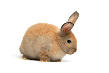 Happy fluffy brown bunny rabbit on white background, portrait of lovely and cute young bunny pet...