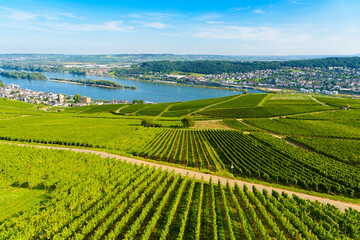 Areial view on vineyards and river near Ruedesheim am Rhein Rhine, Rudesheim, UNESCO World Heritage...